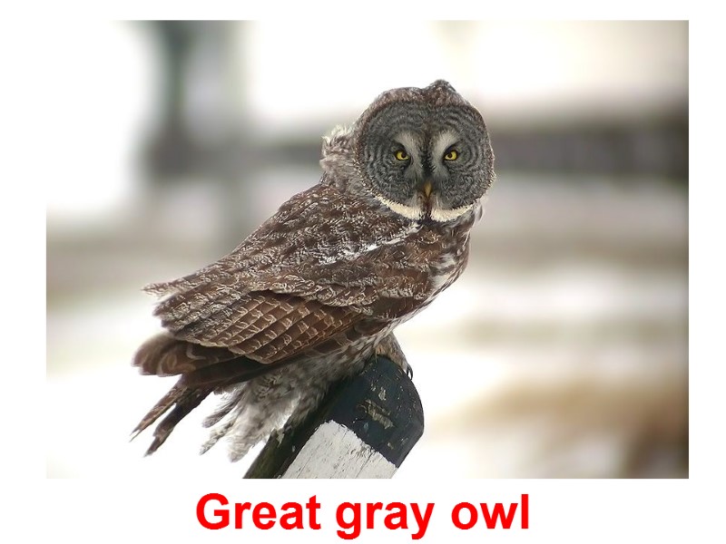 Great gray owl